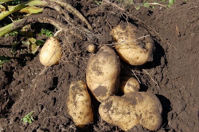 potatoes-1637280_640.jpg