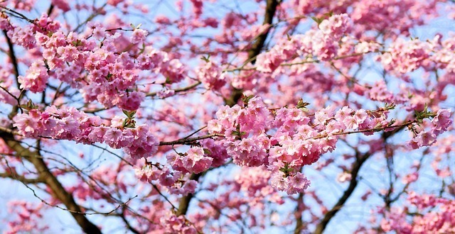 cherry-blossom-1318258_640.jpg